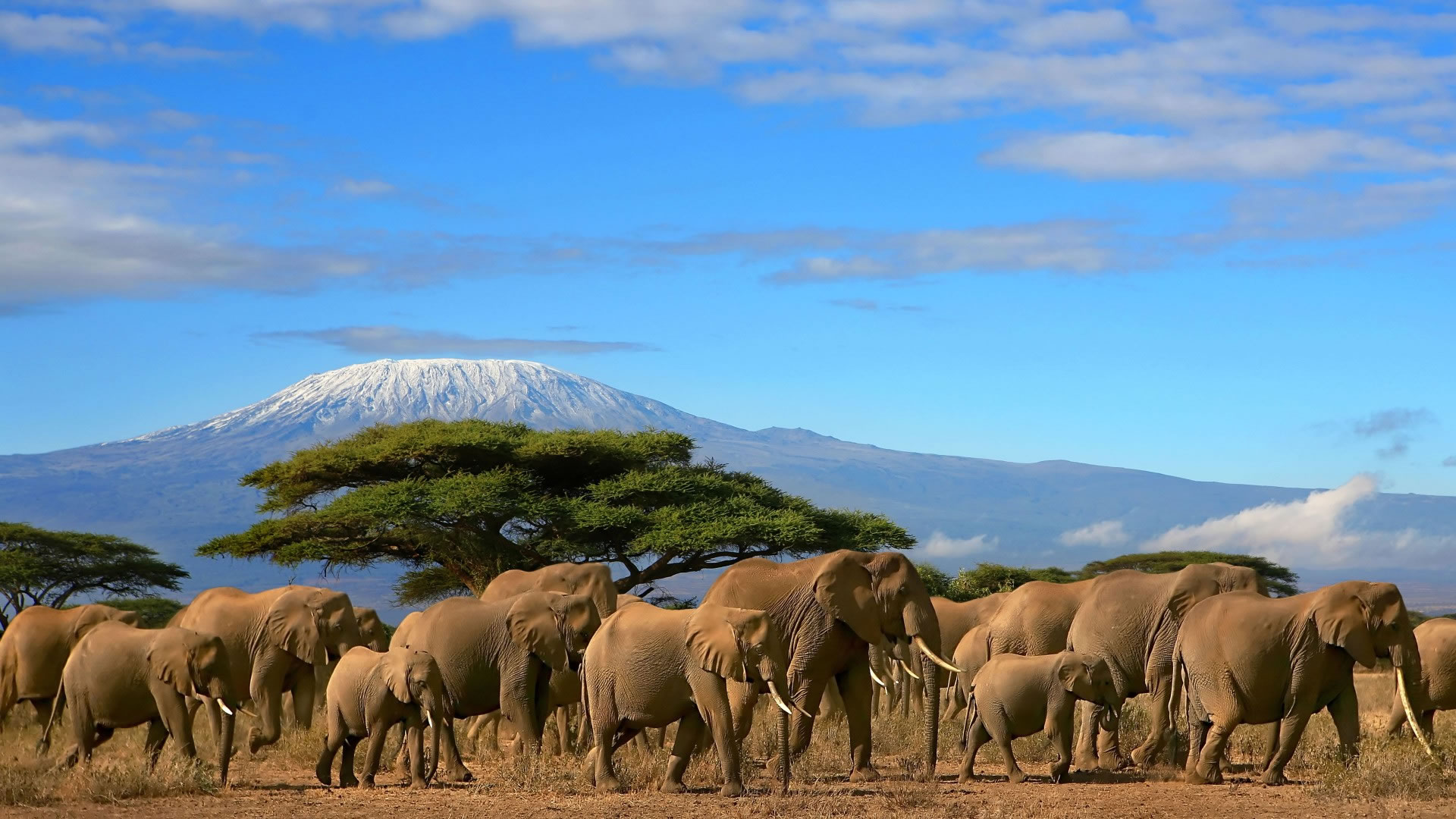 Amboseli National Park — elephants with Mount Kilimanjaro