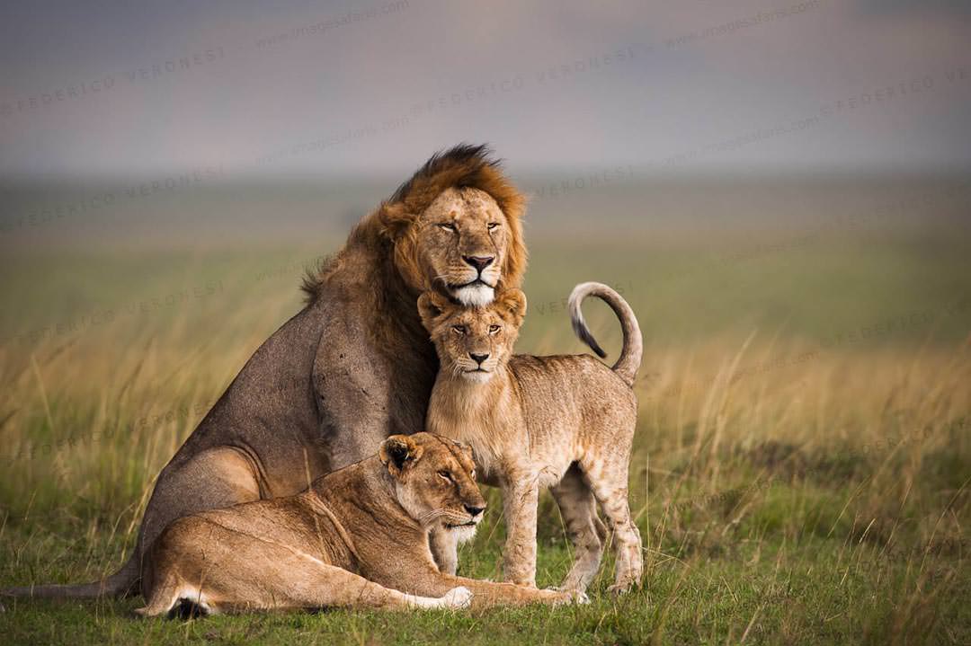 African Savannah Sunrise
