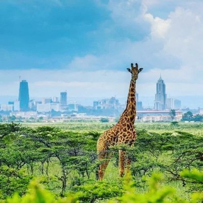 Nairobi National Park — wildlife against the city skyline